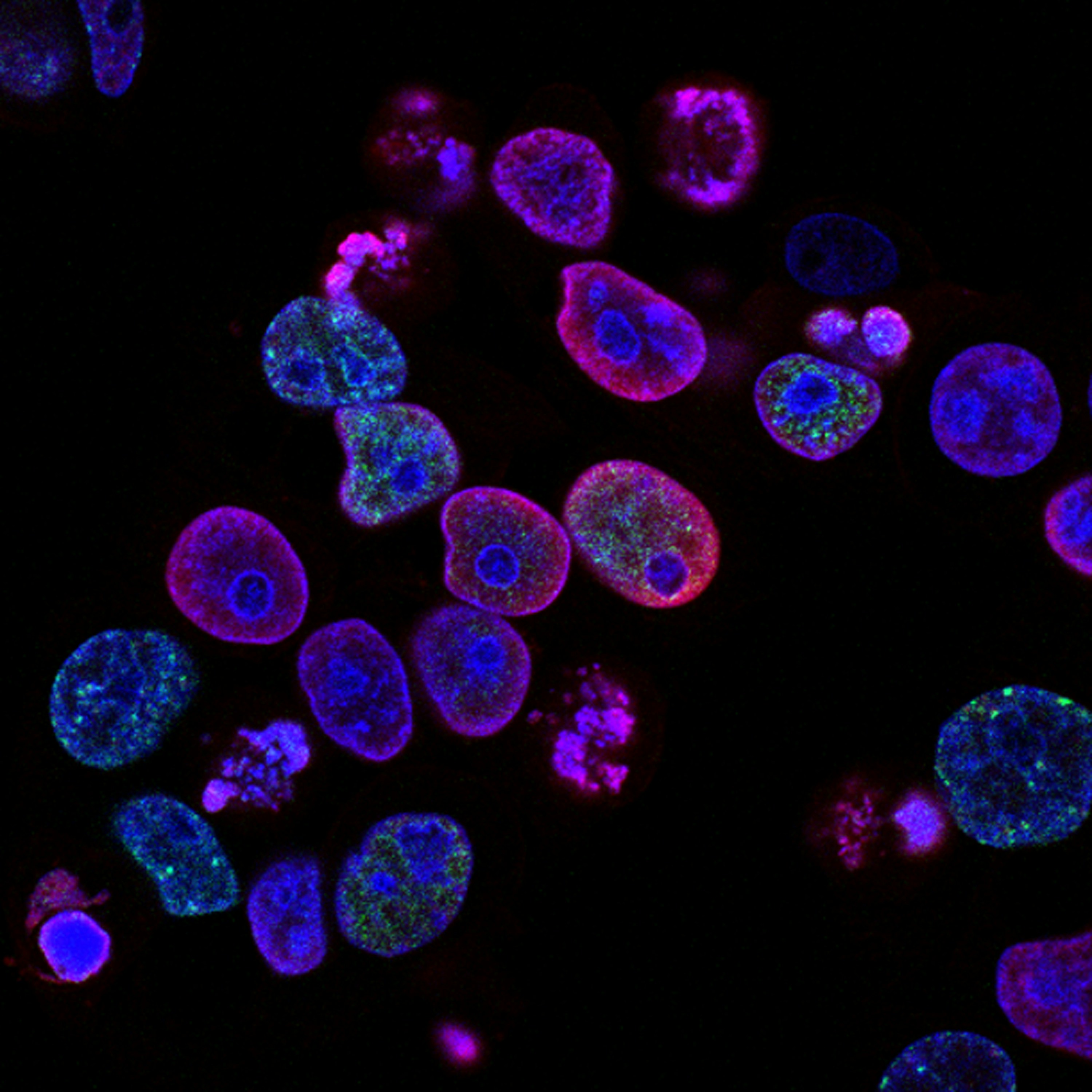 Cell Therapy in the New Era.